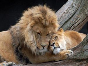 Лев в любви