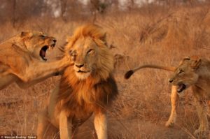 Как избавиться от мужчины льва