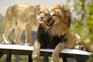 Как понять поведение мужчины льва