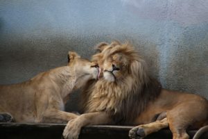 Если лев влюбился