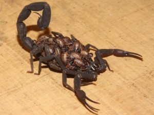 Возвращаются ли скорпионы
