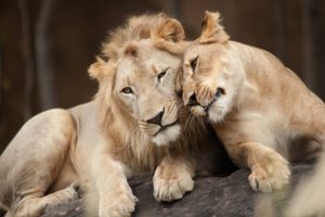 Влюбленный лев