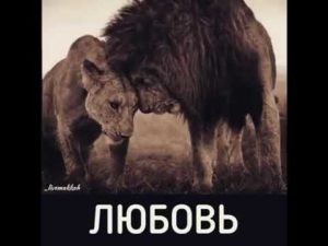 Если мужчина лев молчит